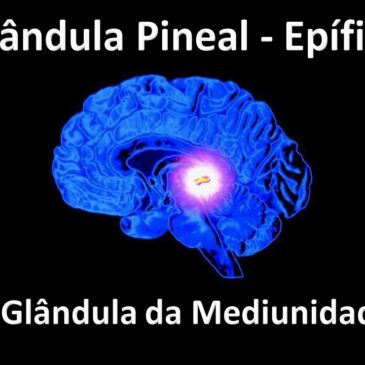 Apresentação Glândula Pineal (Epífise) – A Glândula da Mediunidade – CECX 02/08/2022